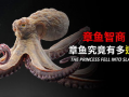 章鱼视频